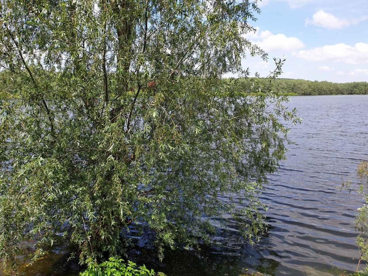 B&B Bela Vrba Backo Novo Selo Zewnętrze zdjęcie